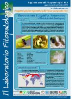 Laboratiorio fitopatologico N°1 – (Cinipide del castagno – Dryocosmus kuriphilus Yasumatsu)