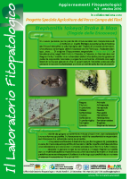 Laboratiorio fitopatologico N°3 – (Tingide delle Ericaceae – Stephanitis takeyai Drake & Maa)