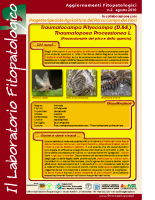 Laboratorio fitopatologico N°2 – (Processionarie del pino e della quercia – Traumatocampa Pityocampa (D.&S.) – Thaumatopoea Processionea L.)