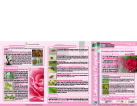 Notiziario Rose