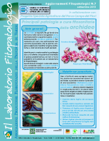 Orchidee