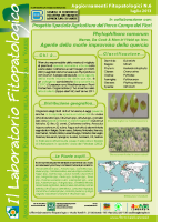 Phytophthora (2)