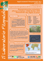 nematode pino